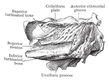 Bu resimde etmoid, vintage çizgi çizme veya illüstrasyon oyma bölümünü temsil eder..