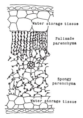 Bu resimde ruh düzeyi, vintage çizgi çizme veya oyma illüstrasyon temsil eder..