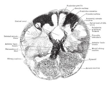 Decussation hemen üstünde insan medulla kapalı bölümü üzerinden transvers bölümünü piramitler, vintage çizgi çizme veya oyma illüstrasyon.