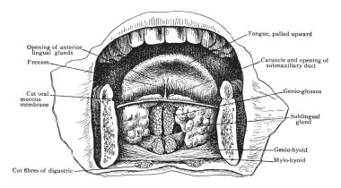 Bu diyagram ön bölümü kat, agiz, vintage çizgi çizme veya oyma illüstrasyon temsil eder..