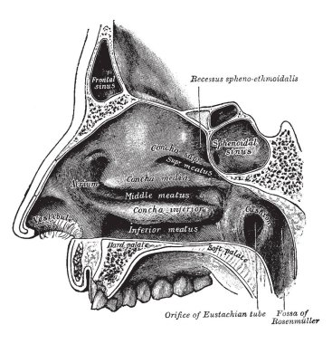 Bu şekilde dış duvar, burun boşluğuna, vintage çizgi çizme veya oyma illüstrasyon temsil eder..
