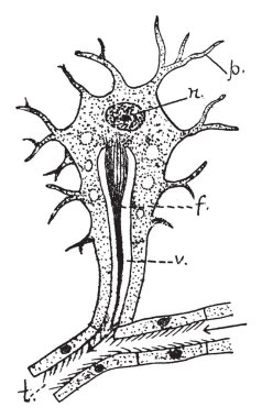 Bir alev hücre bulunan basit temiz su omurgasızlar, vintage çizgi çizme veya oyma illüstrasyon bir özel boşaltım hücredir.
