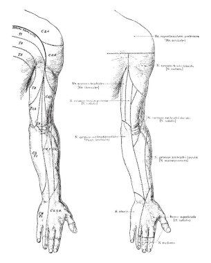 Bu resimde arka kol, vintage çizgi çizme veya oyma illüstrasyon kutanöz sinir temsil eder..