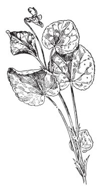 Adatavşanı are küçük memeliler. Erkek adatavşanı buck denir, bir kimliği belirsiz kadın tavşan olduğunu ve genç bir tavşan yavru kedi değil. Tavşan oturmak ve bir çember, Vintage çizgi çizme veya oyma illüstrasyon form kartı gösterir.