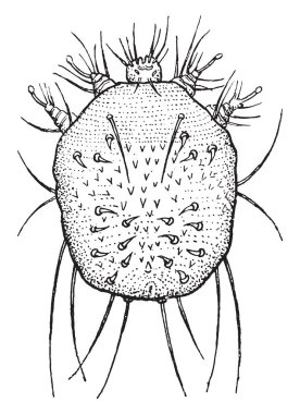 Also known as Sarcoptes scabiei. Humans, dogs & cats can be infected because of itch mite. Movement of these mites on to skin produces itches & it resemble an allergic reaction,  vintage line drawing or engraving illustration. clipart