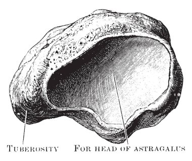 Bu resimde Navicular kemik görüntülendi vintage çizgi çizme veya oyma illüstrasyon arkasından, temsil eder.