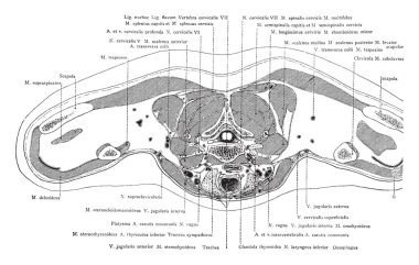 Bu resimde kesit ile gövde omuzlar, vintage çizgi çizme veya oyma illüstrasyon temsil eder..