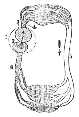 Dolaşım bir balık nerede ventrikül kan solungaçları, vintage çizgi çizme veya oyma illüstrasyon ilettiği gemi.