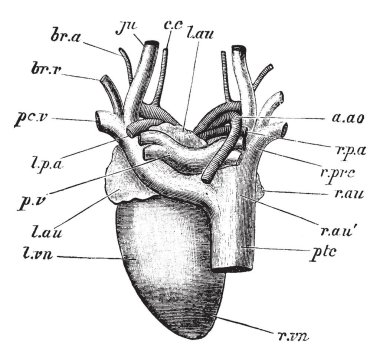 Güvercin dorsal aspec, vintage çizgi çizme veya oyma illüstrasyon kalp.