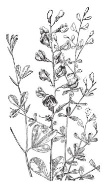 Yaprakları ile bitki vektör illüstrasyon