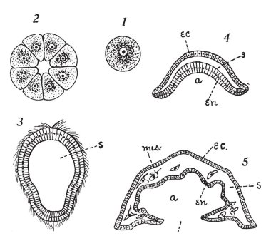 Yanında belgili tanımlık son blastopore, vintage çizim içeren veya illüstrasyon oyma bağlı olmak büyük larva ile basit sünger geliştirme bölümü.