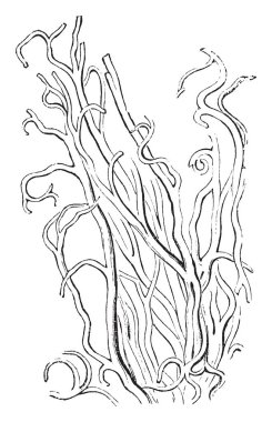 Ligamenta subflava, vintage çizgi çizme veya oyma illüstrasyon elastik lifler.