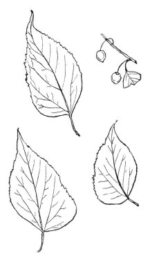 Bu resimde Telegraph alıcı bir elektrikli telgraf operatörü, vintage çizgi çizme veya oyma illüstrasyon tarafından gönderilen hangi telgraf iletisinde temsil eder.