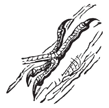 Bu resmi bir Yeşil ağaçkakan, vintage çizgi çizme veya oyma illüstrasyon ayak temsil.