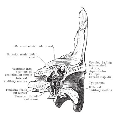 Bu resimde Posterior yarım, bölüm aracılığıyla Temporal kemik, vintage çizgi çizme veya oyma illüstrasyon temsil eder..