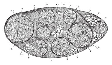 Paket, vintage çizgi çizme veya oyma illüstrasyon sinir gövde nerede her sinir gövde farklı değişken sayıda oluşur boy.