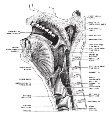 Baş ve boyun, vintage çizgi çizme veya oyma illüstrasyon sagittal medyan bölüm.