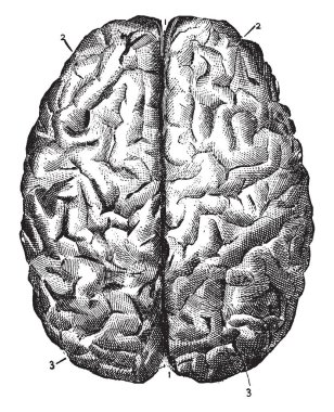 Ayıran hemisferlerin, vintage çizgi çizme veya illüstrasyon oyma boyuna çatlak.