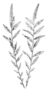 Bu baklava yaprak olduğunu. Bu yaprak bir elmas şeklindeki yaprak, vintage çizgi çizme veya oyma illüstrasyon olduğunu.