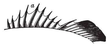 Acanthopterygian balıklar, vintage çizgi çizme veya oyma illüstrasyon adı veren bir kemikli balıklar yüzgeçleri üzerinde on dikenleri.