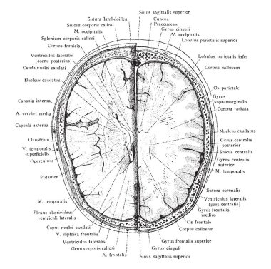 Bölüm baş yörünge, vintage çizgi çizme veya oyma illüstrasyon yukarıda 2 cm.