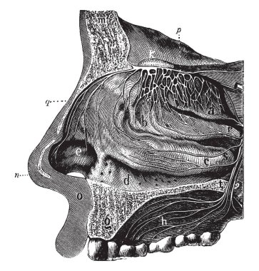 Bu resimde koku alma sistemi, vintage çizgi çizme veya oyma illüstrasyon temsil eder..