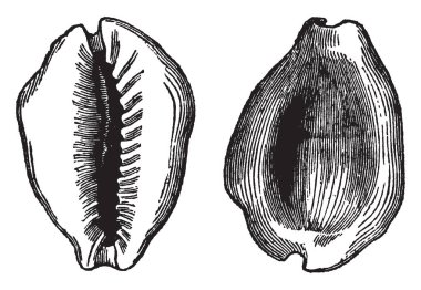 Cypraea Moneta biraz oval kabuk düz aşağıda çok kalın kenarları, vintage çizgi çizme veya oyma illüstrasyon ile depresif olduğunu.