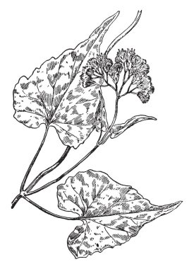 Bitki bölümüdür bir üst hücreleri bölmek tarafından bir süreç içine iki veya daha çok satır. Yapı içinde ip form, vintage çizgi çizme veya oyma illüstrasyon gibi olduğunu.