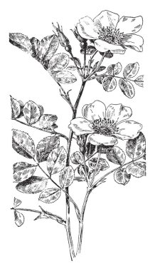 Yemek masası ve masanın, vintage çizim için ayakta veya illüstrasyon oyma kadın oturan bir adam