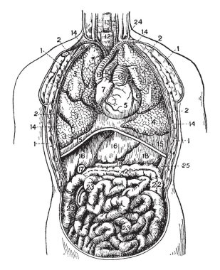 Torasik duktus sol subklavyan ven, vintage çizgi çizme veya oyma illüstrasyon açma.