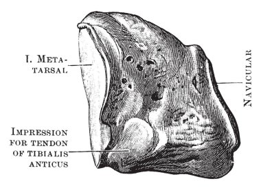 Bu örnekte iç çivi, vintage çizgi çizme veya oyma illüstrasyon temsil eder.