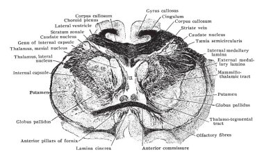 Talamus ve anterior komissür, vintage çizgi çizme veya oyma illüstrasyon eğik ön bölüm.