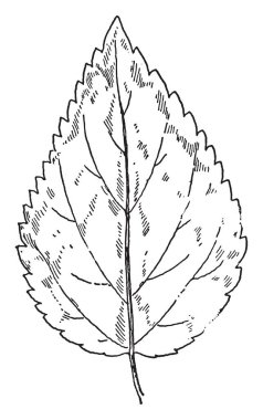Altı kloroplast vardır, onlar daha fazla ışık gözlemlemek ve co2 sırasında photosynthesized. Hücre, çizim için vintage veya oyma illüstrasyon zarar görmesini önlemek için ek su kullanır.