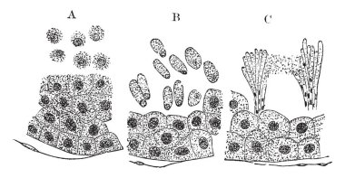 Testis seminal Tüp, vintage çizgi çizme bölümlerini gösteren veya illüstrasyon oyma bir köpek bölümünü.