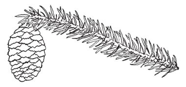 Palisade hücreleri, bir yaprak, sınır parankimi ve damar, vintage çizgi çizme veya oyma illüstrasyon trakeal unsurları arasındaki hücreler arası boşlukları gösteren bir resim.