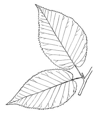 Bu resimde bir böceği, vintage çizgi çizme veya oyma illüstrasyon sindirim aparatı temsil eder..