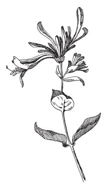 Çalılar kemer veya bines çoğunlukla twining Hanımeli bulunan Kuzey Amerika ve Çin, vintage çizgi çizme veya oyma illüstrasyon temsil eder, bu tablo.