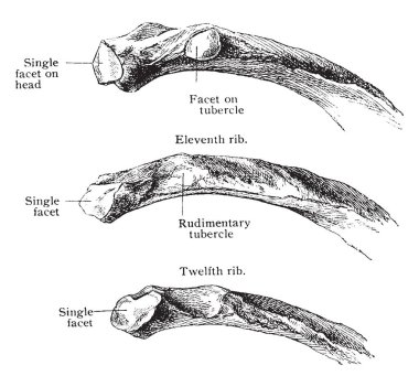 Bu şekilde sona erer, kaburga, vintage çizgi çizme veya oyma illüstrasyon temsil eder..