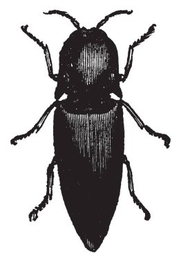 Havana, vintage çizgi çizme veya oyma resimde çok yaygın bir böcek cucuyo olduğunu.