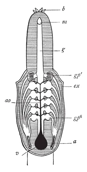 Respiratory System Van Hag Van Ventrale Oppervlak Vintage Lijntekening Gravure — Stockvector