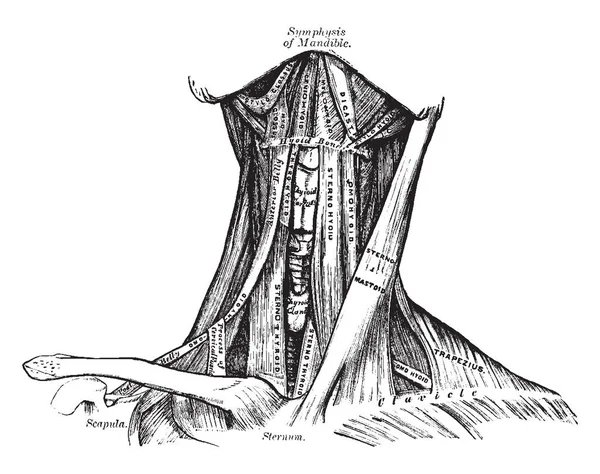 Bu resimde boyun kasları, vintage çizgi çizme veya oyma illüstrasyon ön görünümü temsil eder..