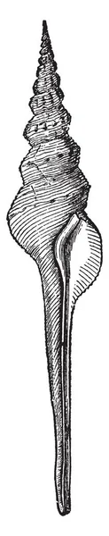 Fusus Colus Una Especie Notable Del Género Fusus Dibujo Línea — Vector de stock