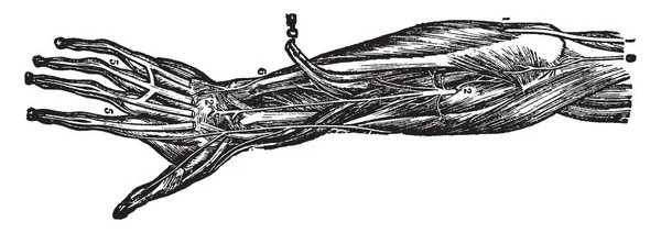 Esta Ilustração Representa Nervos Antebraço Mão Desenho Linha Vintage Gravura —  Vetores de Stock