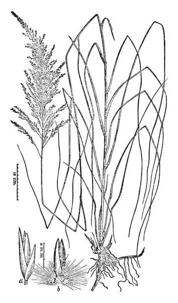 Virginica Palustris 식물의 빈티지 그림의 기지에만 — 스톡 벡터