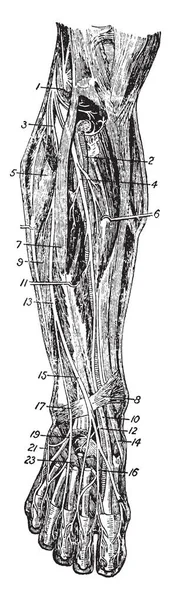脚のラベルと外部膝窩神経 ビンテージの線の描画や彫刻イラストの前面 — ストックベクタ