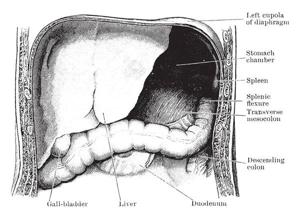 Ezen Ábrán Képviseli Gyomor Kamra Vintage Vonalas Rajz Vagy Metszet — Stock Vector