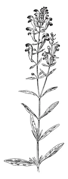 Vector Illustratie Van Plant Met Bloemen Vintage Lijntekening — Stockvector
