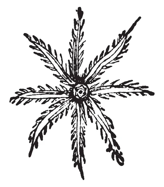この図は クラウンの繊細な縁を付けられた Tentacula Tubipora ムジカ ビンテージの線描画や彫刻イラスト — ストックベクタ