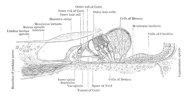 Illustration Represents Section Corti Organ Vintage Line Drawing Engraving Illustration — Stock Vector