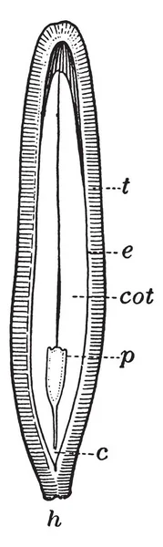 Малюнок Показує Частина Половину Вирізати Насіння Сквош Частина Показує Hypocotyl — стоковий вектор